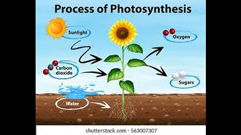 Photosynthesis💥☀️🌞 in plants ☘️🌻🌴🌳