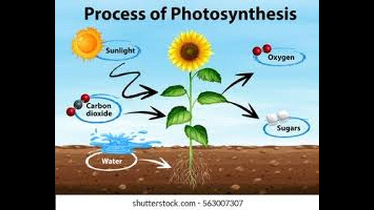 Photosynthesis💥☀️🌞 in plants ☘️🌻🌴🌳