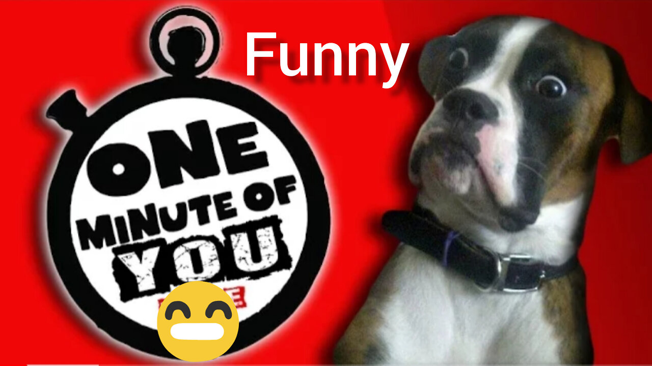 2024 New funny dog video || 1 minute for you|| hilarious animal video || funny dog 😂😂🤣🏜