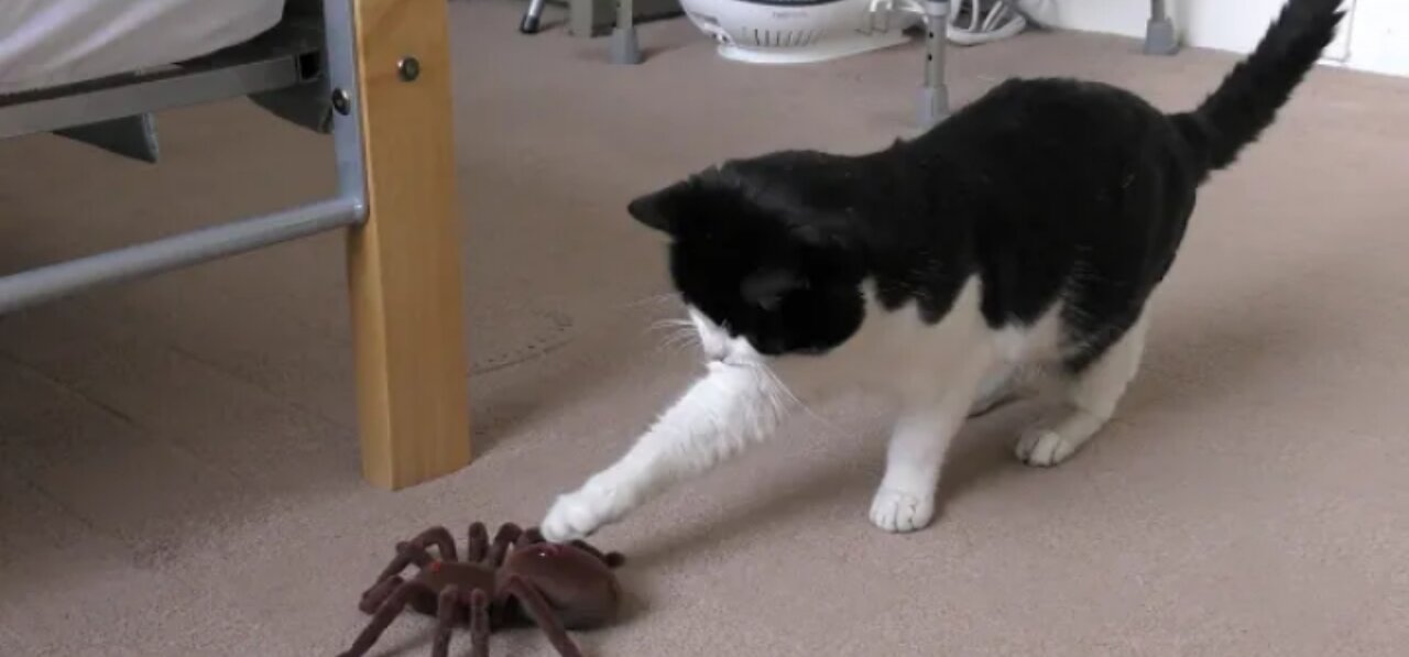 Cat Vs Giant Spider (Tarantula) RC