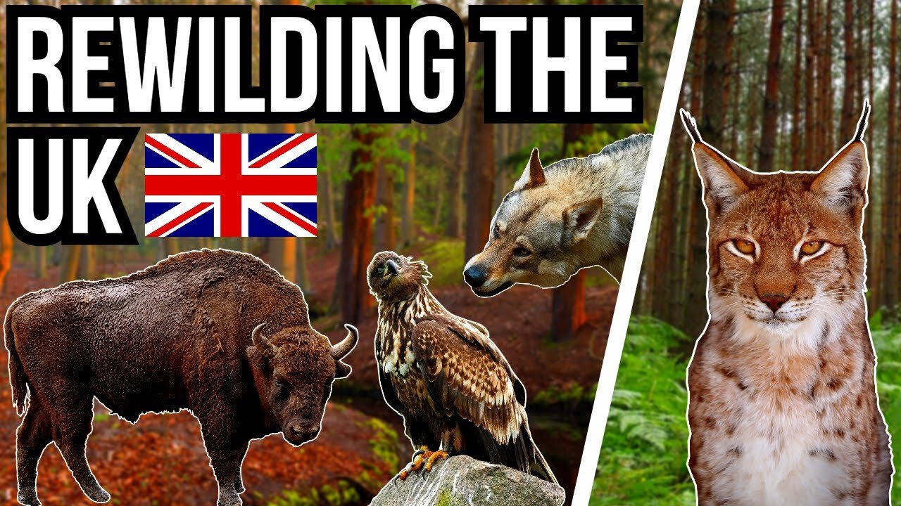 5 Animals That Could Rewild Britain - Reintroductions