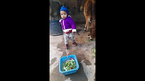 village cow video indian