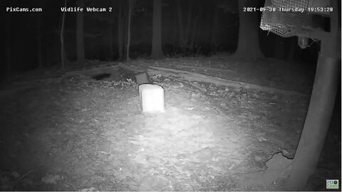 Coyotes - Wildlife 2
