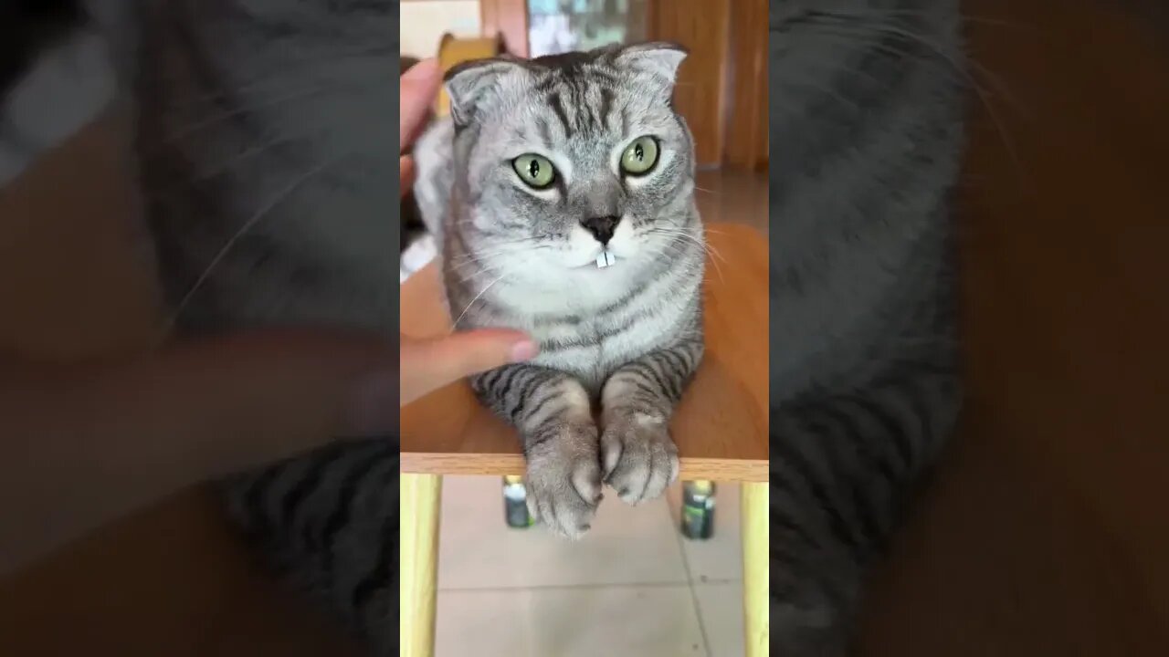 Cat Or Rabbit/ viral Video #amazing #cat #explore