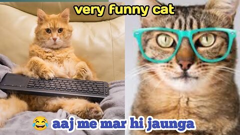 Very funny cat video