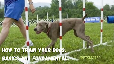 How to Train ANY DOG the basics- Dog Training foundation. (Petsmate)