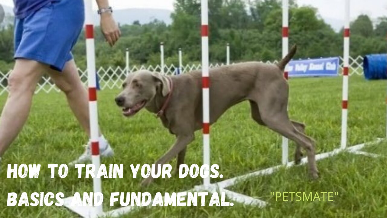 How to Train ANY DOG the basics- Dog Training foundation. (Petsmate)