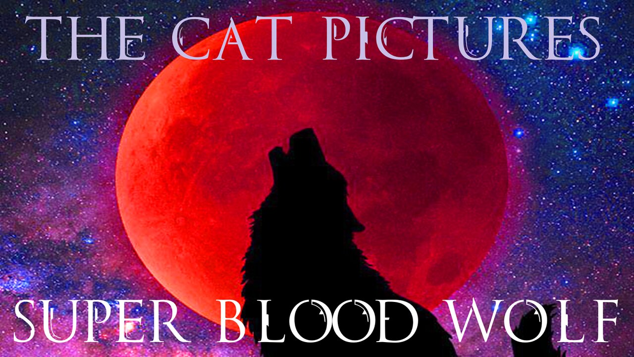 The Cat Pictures (feat. Sean Harper) - Super Blood Wolf