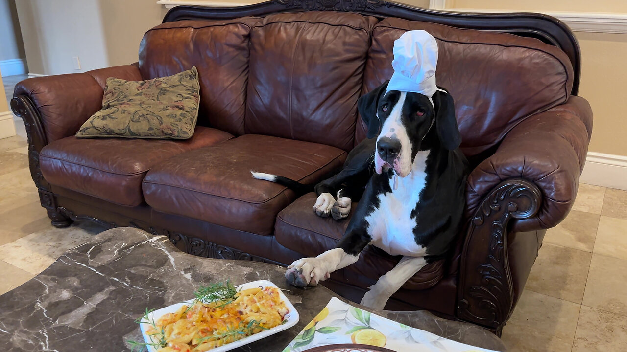 Great Dane forgets her table manners with tasty mac & cheese