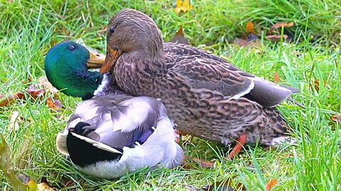 Angry Female Mallard Duck Gives Male Duck a Vicious Beating He Won't Soon Forget