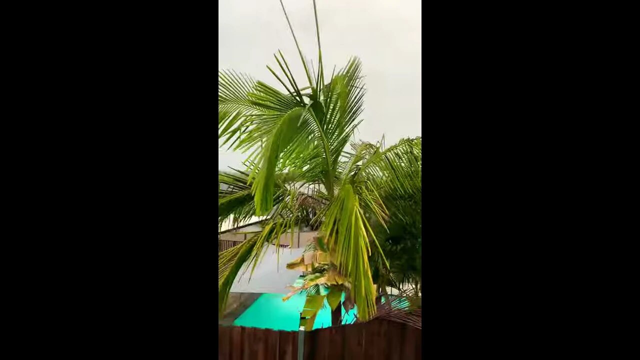 Gold Coast Storm #Shorts