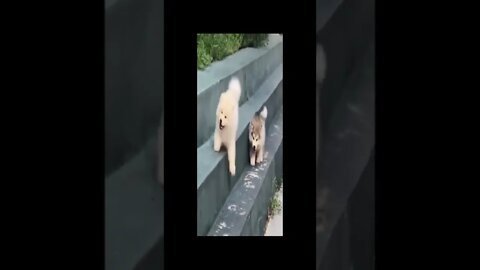 puppy walking