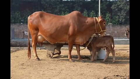 Animal park cow and Road side Running