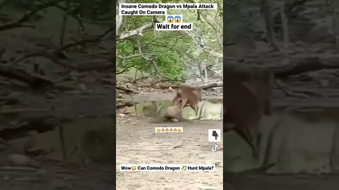 Insane Comodo Dragon vs Mpala Attack Caught On Camera @komodo_village on TikTok #shorts #animals