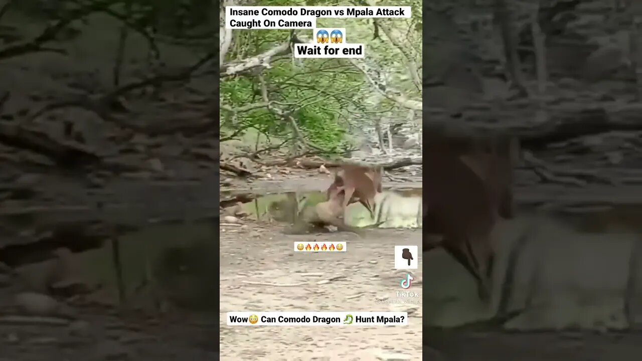 Insane Comodo Dragon vs Mpala Attack Caught On Camera @komodo_village on TikTok #shorts #animals