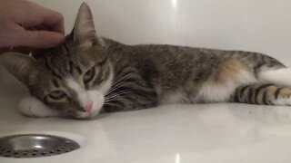 The Purring Kitten