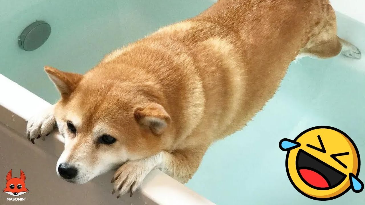 Funniest Dog Reactions During Bath Time - Funny dog videos 😂