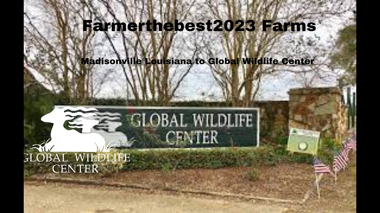 Google Street View Madisonville to Global Wildlife Center Louisiana USA