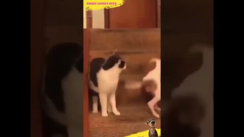 Sweet Lovely Pets 🐶🐱 Funny Cat and Crazy Dog #Shorts