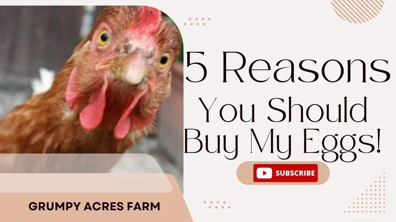 5 Reasons to buy eggs from a local farmer....