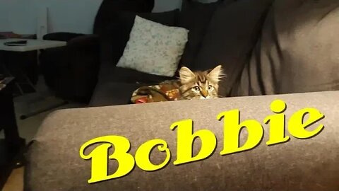 My new kitten, Bobbie