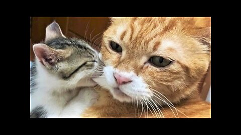 Funny animals - Funny cats - dogs