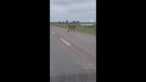 animal butiful drive