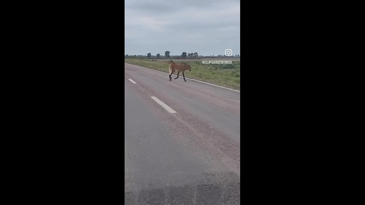 animal butiful drive