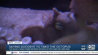 Saying goodbye to Tako: The special bond between the OdySea octopus and her caretaker