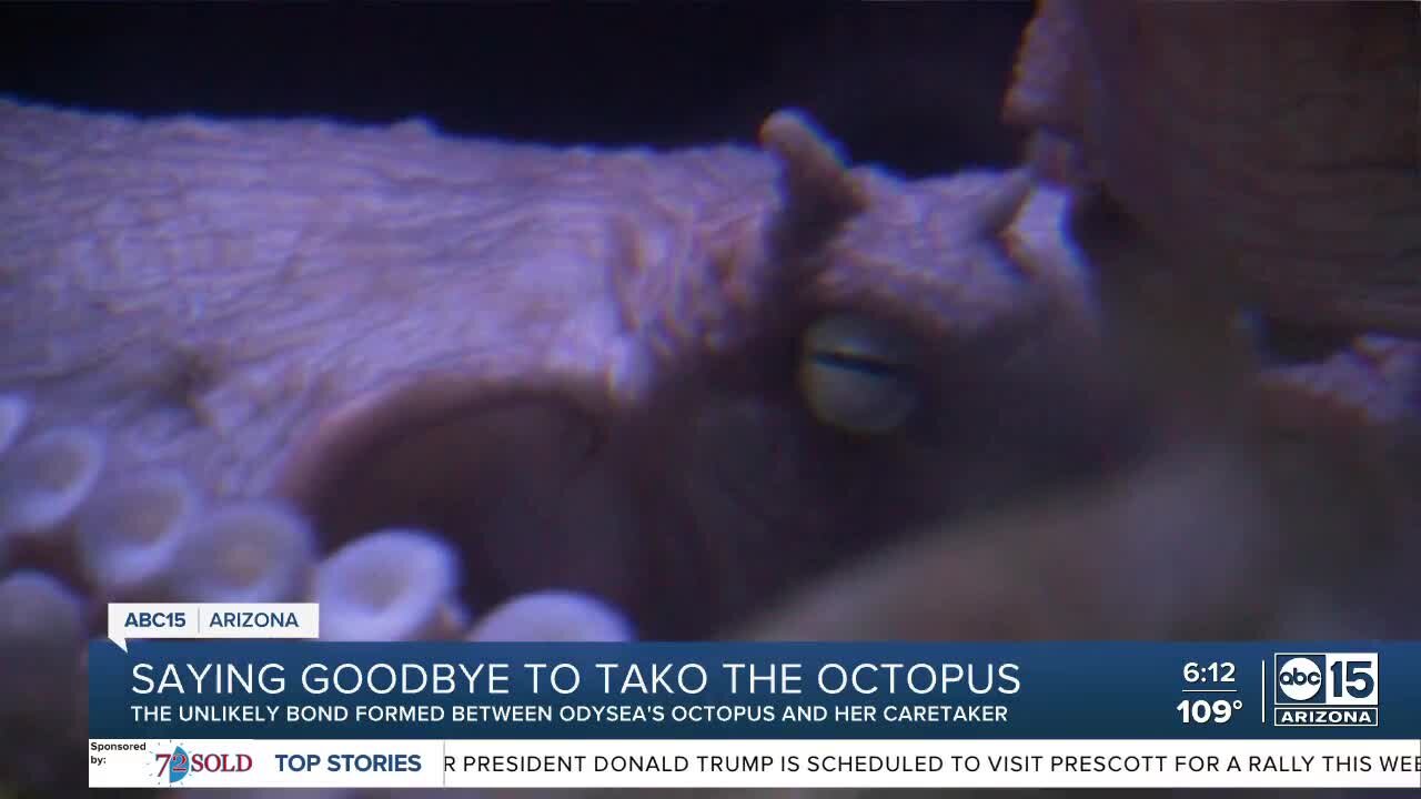 Saying goodbye to Tako: The special bond between the OdySea octopus and her caretaker