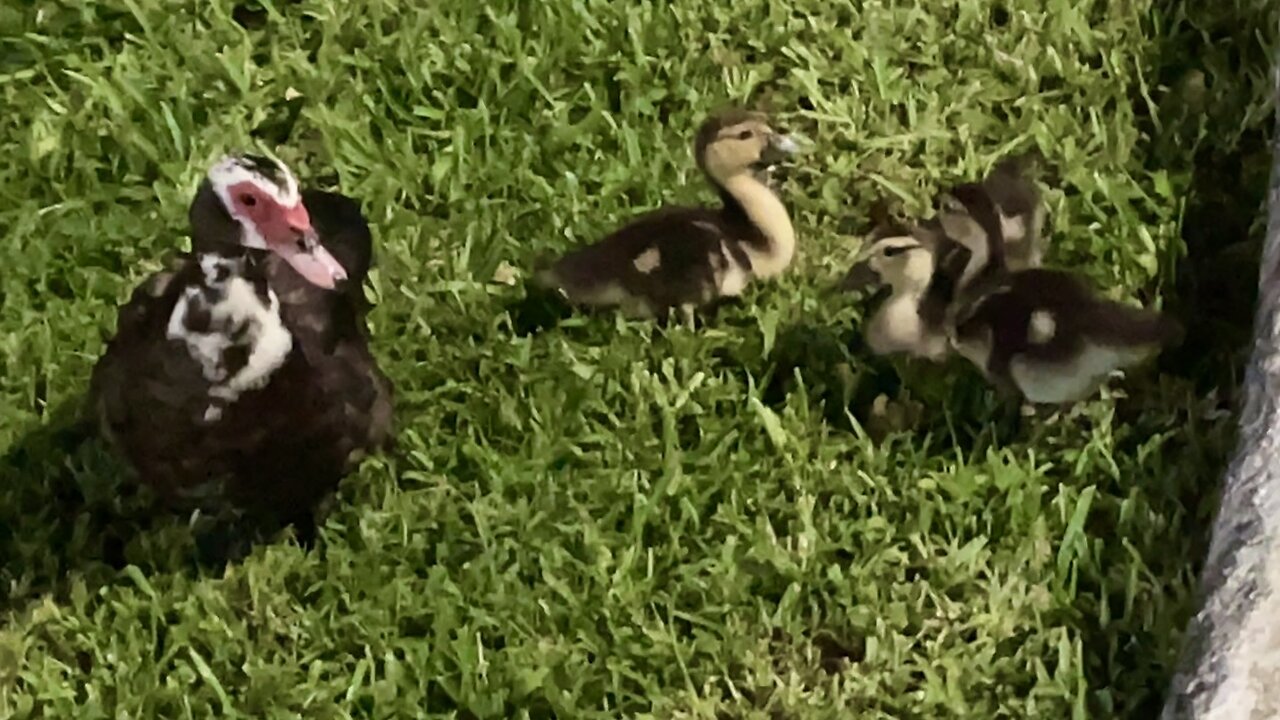 Adorable Ducklings with Mama! | #Shorts #Friendly #NotScared #WestPalmBeachFL