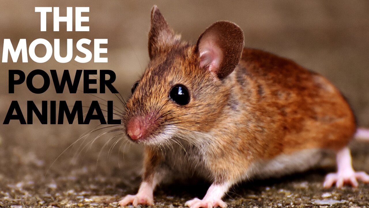 The Mouse Power Animal