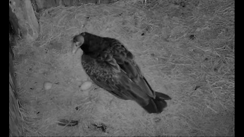 Baby Turkey Vulture arrives at 6:58 am Congratulations Mom and Dad.5-26-21