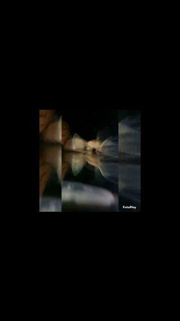 Fish Fight!!! Longfin vs Shortfin - Albino Bristlenose