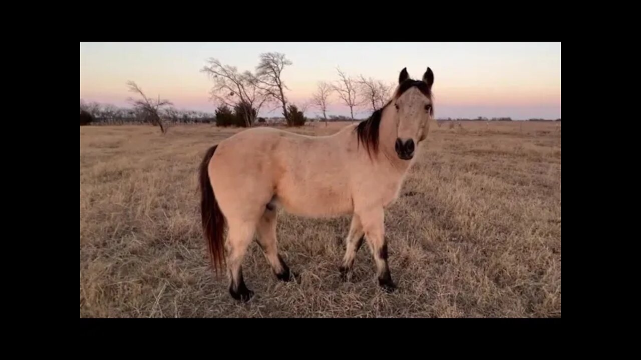 Horses Helping Me With Tree Trimming - Got A Couple Of Horse Behavior Lesson In Also