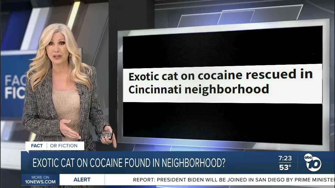 Fact or Fiction: African Serval Cat found on cocaine in neighborhood?