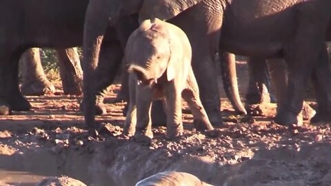 Baby Elephant Discovering Their Trunk