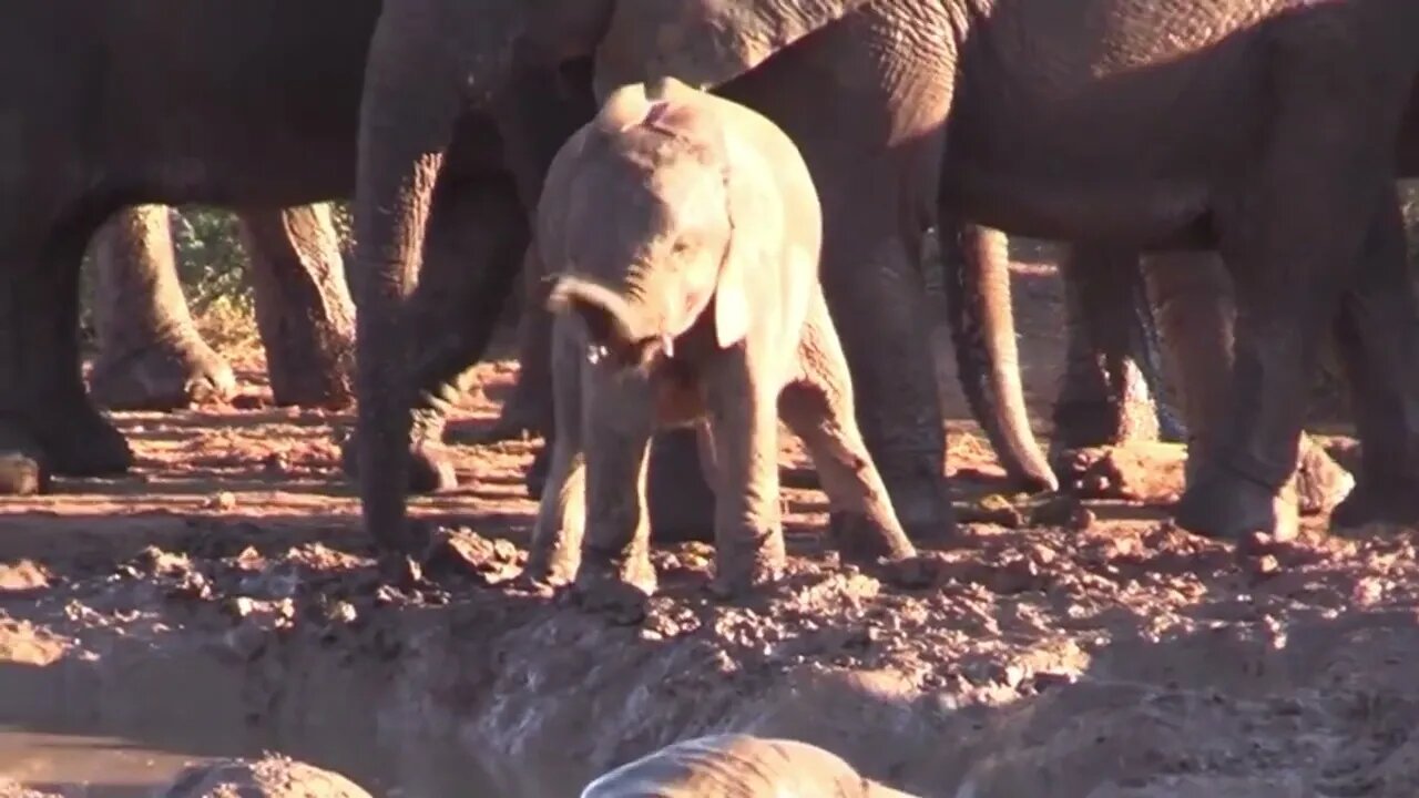 Baby Elephant Discovering Their Trunk