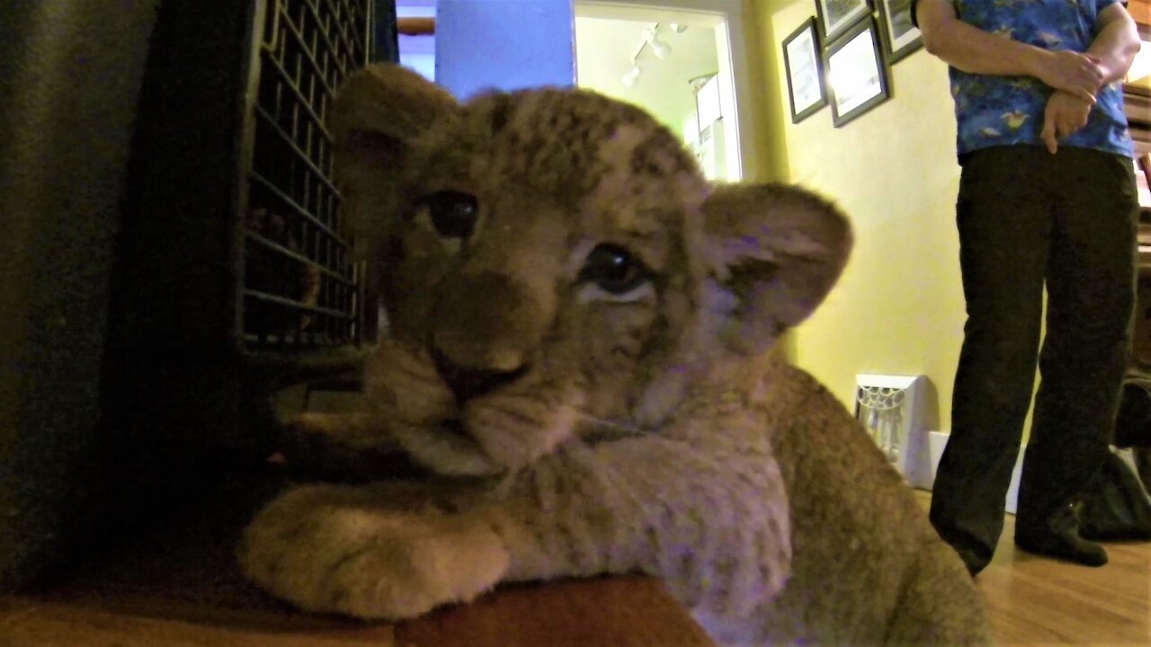 Adorable lion cub wants to get into his kennel for a nap