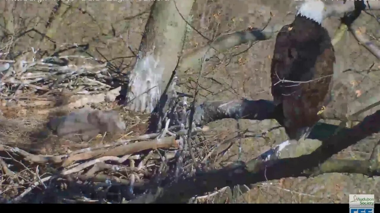 Hays Eagles Dad flys in and chases sub adult circling 2020 04 11 952am