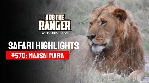 Safari Highlights #570: 17 & 18 October 2020 | Maasai Mara/Zebra Plains | Latest Wildlife Sightings