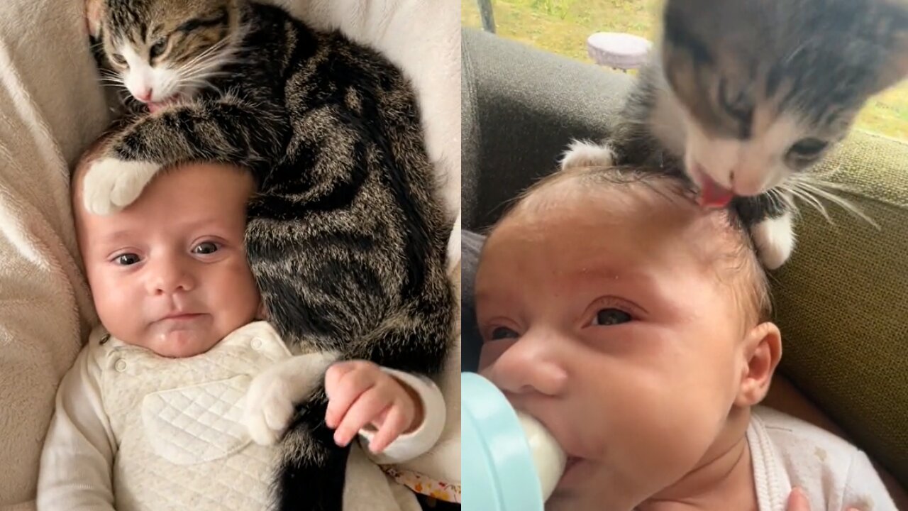 Cat Obsessed With Baby Brother Thinks He’s Also A Baby