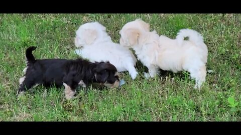 Puppies 1st Outdoor Adventure(2)