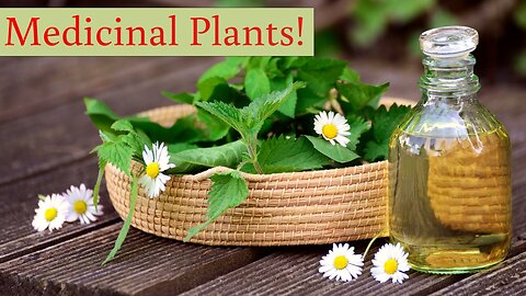 How to grow medicine plant in your garden