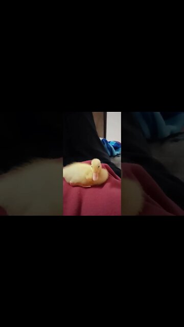 Indian Runner Duckling, 9 Days old, ( Video 2 )