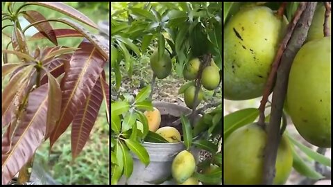 Can you use cola to cultivate mango trees to get more fruits in a shorter time - Plants World