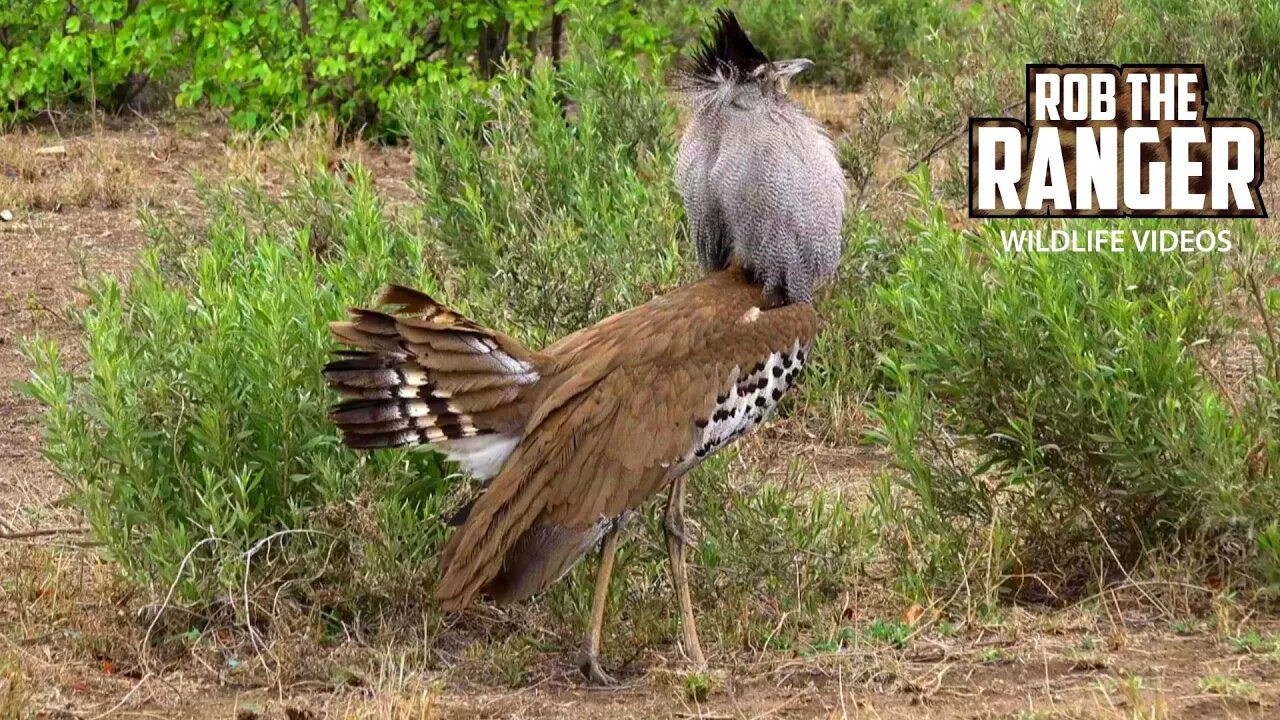 Kori Bustard Display | Heaviest Flying Bird | Kruger National Park