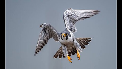 The fastest being on earth:The Peregrine Falcon 🦅🦅