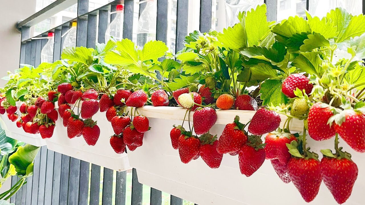 Growing Strawberries at home | Home Gardening Sweet And Delicious