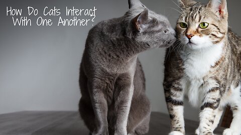 How Do Cats Interact With One Another?